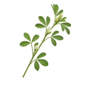 Piskavica