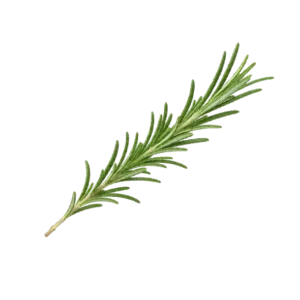 Ruzmarin